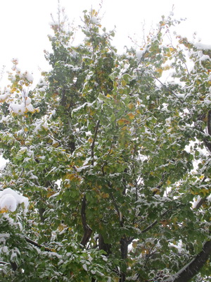 Schnee auf Laub 2012