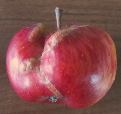 Apfel von Bigler, Fritz, Allmendingen